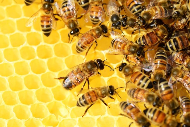 fable des abeilles management